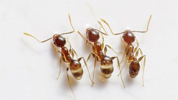 Decoded: Why ants with their feet can crawl up the walls but humans can't?