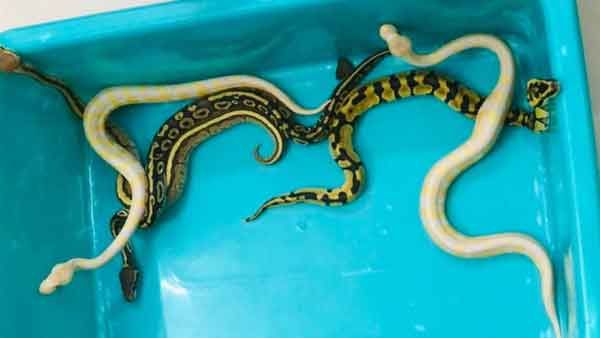 Chennai: 5 ball pythons seized from Bangkok passenger