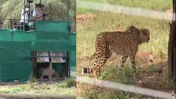 WATCH: Royal stride after a 70-year lull, Cheetahs in India finally!
