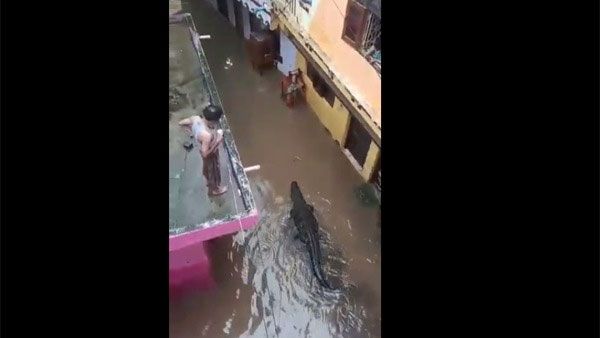 Fact Check: Video of crocodile walking waterlogged streets is from MP not Bengaluru
