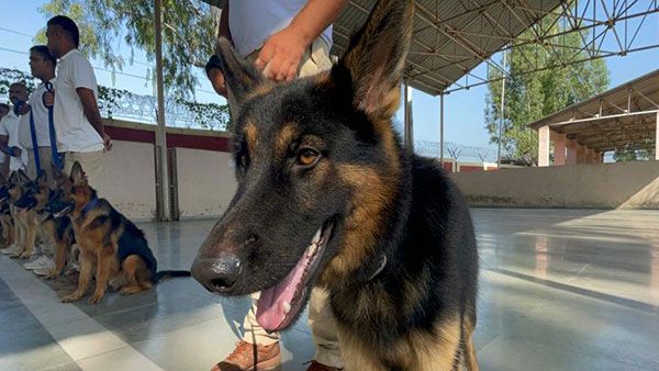 Specially trained dog to protect cheetahs from poachers