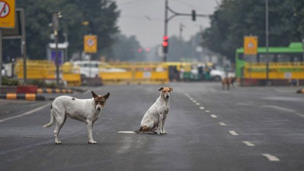 Study confirms dogs can sense your stress by your sweat and breath