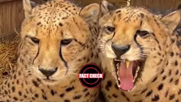 Fact Check: Now Akhilesh Yadav spreads lies about Cheetahs brought to India