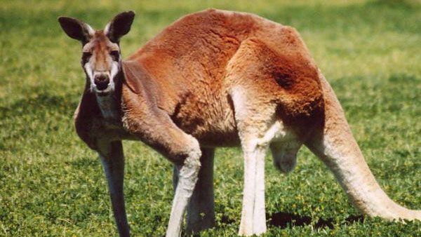 Kangaroo attacks and kills Australian man