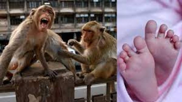 Monkey tries to snatch month-old human baby from mother