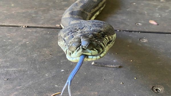 Jharkhand: Python swallows a whole goat