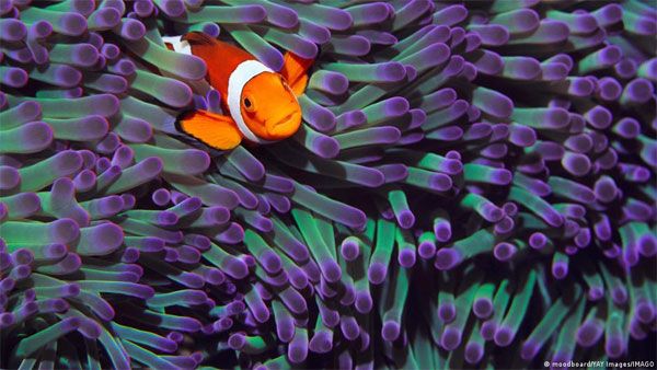 Noise pollution: Why the sea needs more peace