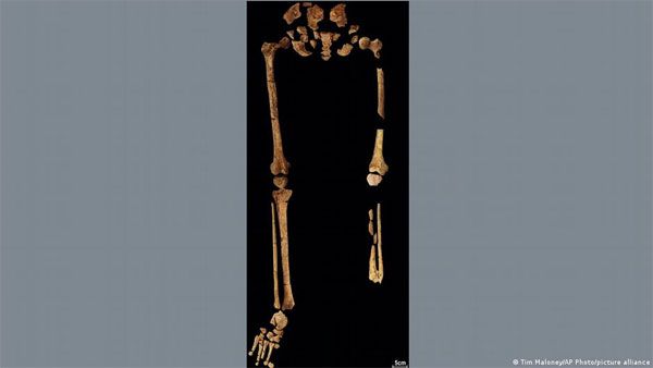 Borneo skeleton thought to be oldest example of amputation