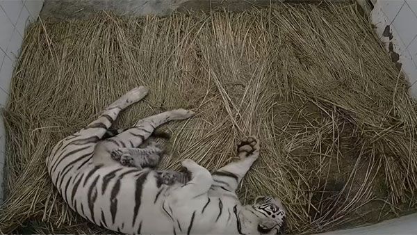 White tigress gives birth to 3 in Delhi zoo