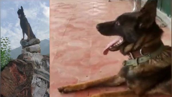 Indian Army dog who helped kill 2 terrorists in J&K succumbs to bullet injuries