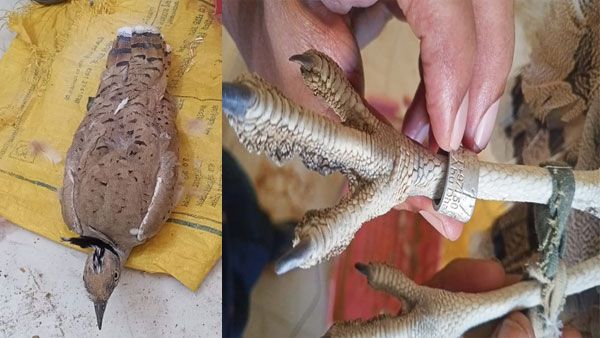 Suspicious bird with rings on its legs caught near India-Pakistan border