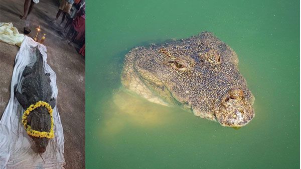 'Vegetarian' crocodile that lived in Kerala temple pond for over 70 years dies