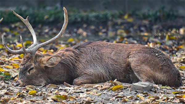 Man charged with killing 32 deer with dogs in Mexico