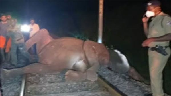 20-year-old elephant dies after being hit by train in Kerala