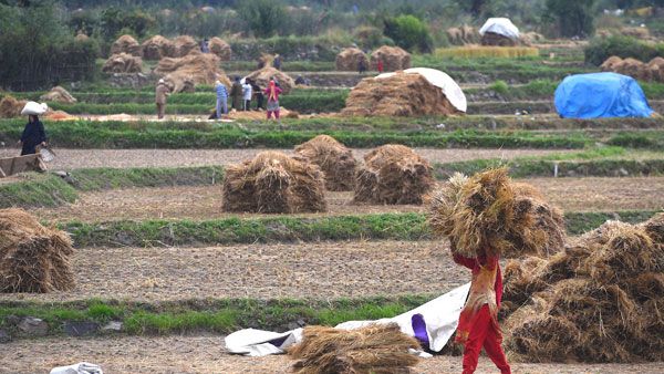 Centre's Diwali gift for farmers: MSP for six crops hiked