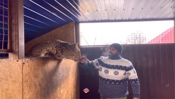 AP doctor wants pet jaguar, panther rescued from Ukraine