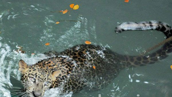 In Kerala, family finds leopard in well; rescue operation on