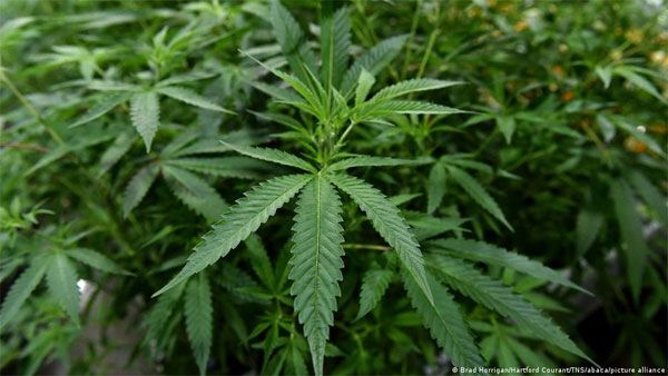 Biden pardons anyone convicted of marijuana possession