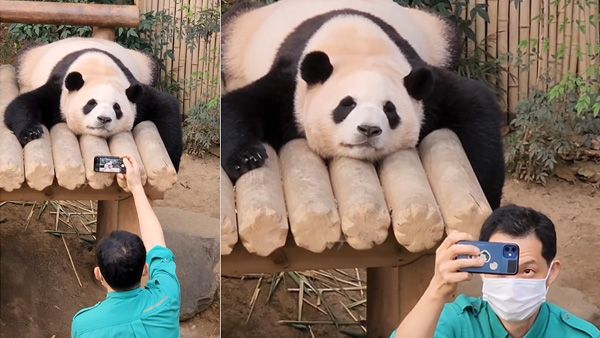 Having a bad day? This panda posing for a selfie is what you must watch