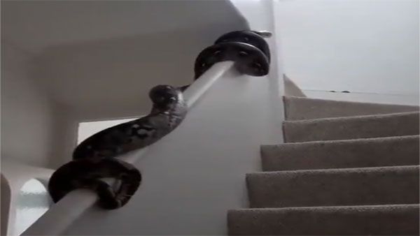 On camera: This python skipped stairs but chose handrail to climb up!