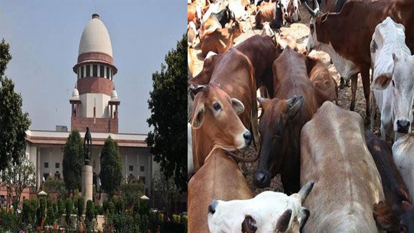 Cow as national animal? Is this our job asks SC