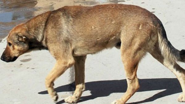 7-month-old baby mauled to death by stray dog in Noida