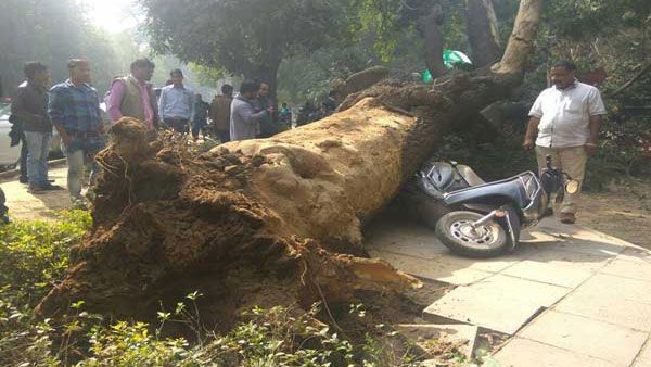 59-year-old biker killed as tress falls on him