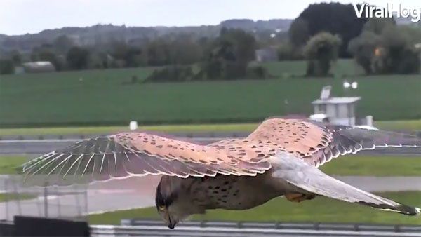 Anand Mahindra's life lessons from bird of prey leaves netizens impressed, again! Watch