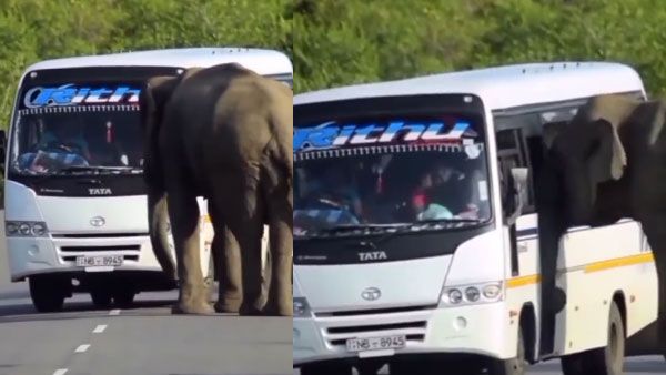Watch: Elephant signals a bus to stop, tries to board it too