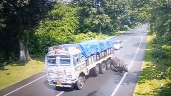 Watch: Speeding truck knocks down Rhino in Kaziranga