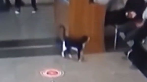 Stray cat visits hospital in Turkey with injured foot | Video