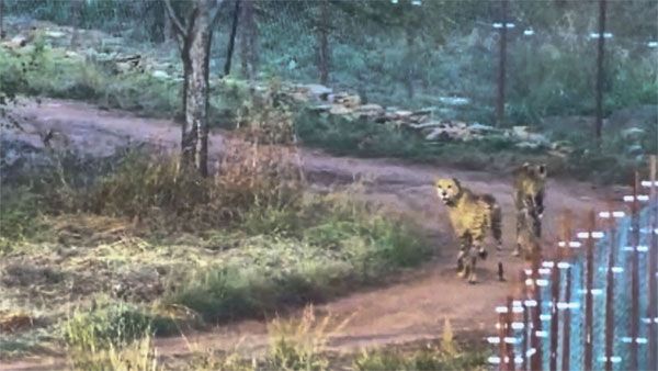 Great news says PM Modi after two Cheetahs are re-introduced into the forest