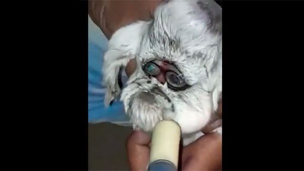 Goat gives birth to baby with 'human face' in MP, leaves owner and locals shocked