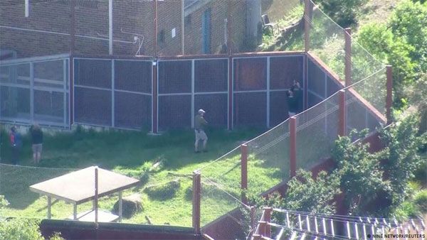Australia: Five Lions briefly escape zoo enclosure in Sydney