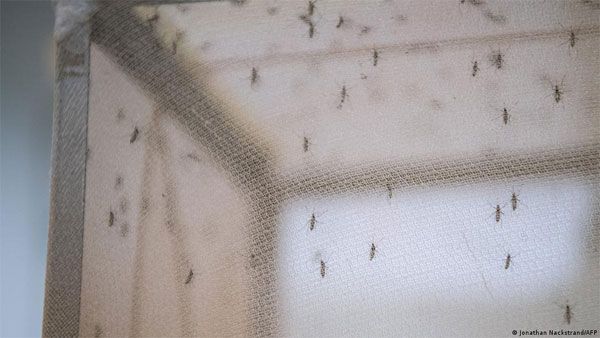 Invasive mosquito linked to new malaria outbreaks in Africa