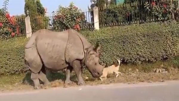 Rhino nudges dog sleeping on the road. What happens next will make you laugh | Video