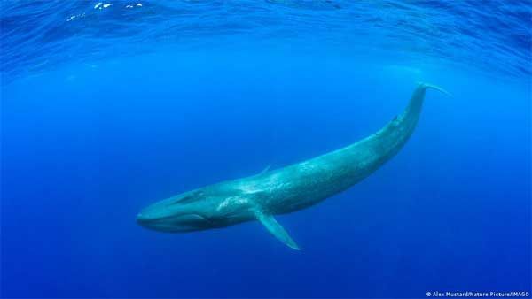 Whales ingest 10 million bits of microplastics daily — study