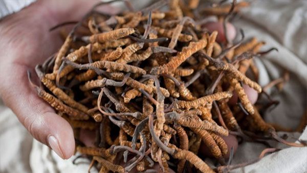China intruded India for Cordyceps: What does that mean?