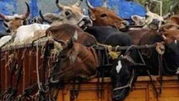 Assam police bust yet another cattle smuggling racket along India-Bangladesh border