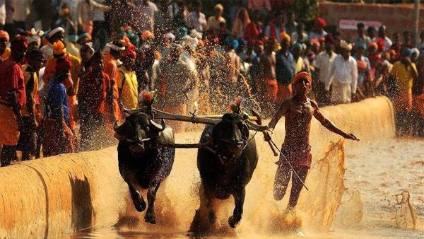 Kambala festival: Buffalo race season begins to enthuse local folks in coastal Karnataka