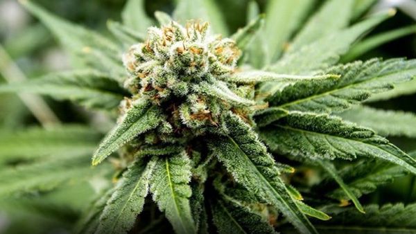 Fact Check: Is Yogi Adityanath govt offering jobs to cannabis smokers in UP