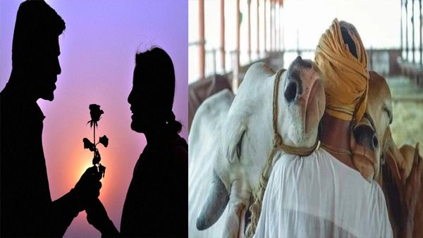 Decoding the comfort of cow hugging that India wants you to do this Valentine's Day