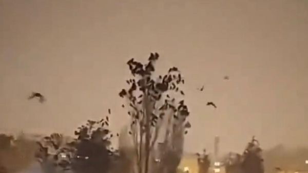 Sixth sense? Strange behaviour of birds caught on camera just before Turkey earthquake