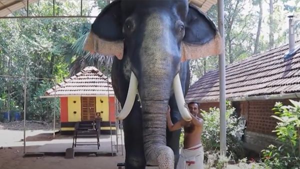 How does a mechanised elephant work and why does this Kerala Temple have one