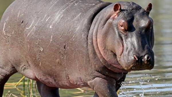 Drug lord Pablo Escobar's 'cocaine hippos' to be sent to India