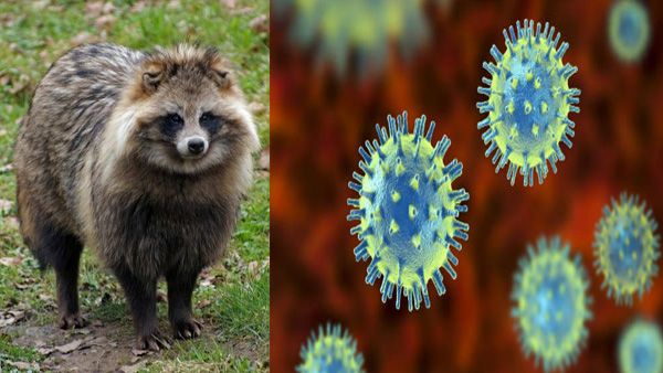 Raccoon dogs, not just bats behind COVID-19 origins: Study