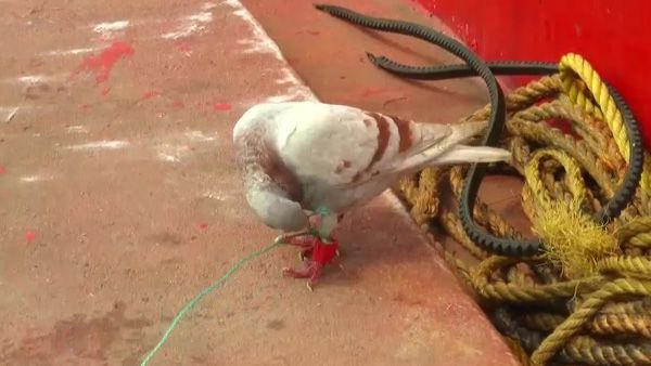 Odisha: Suspected 'spy' pigeon with devices fitted on leg caught in Jagatsinghpur