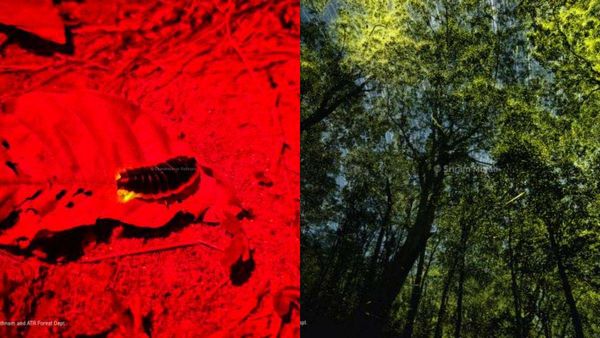 When the dark night rises, the Anamalai Forest glows bright!