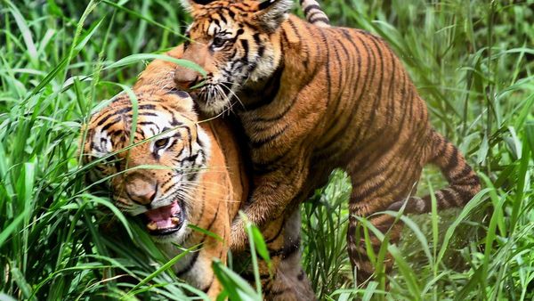 Now, India is home to 75% of world tigers