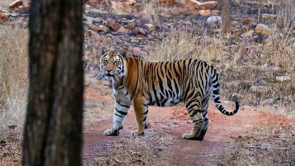 Bandipur National Park turns safe haven for tigers